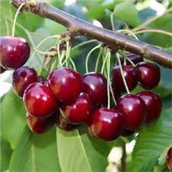 Вишня Нортстар (Поиск) УКС