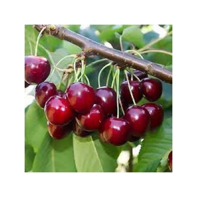 Вишня Нортстар (Поиск) УКС