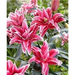 Лилии Дориа Roselily 5шт (ИС) вост.махр