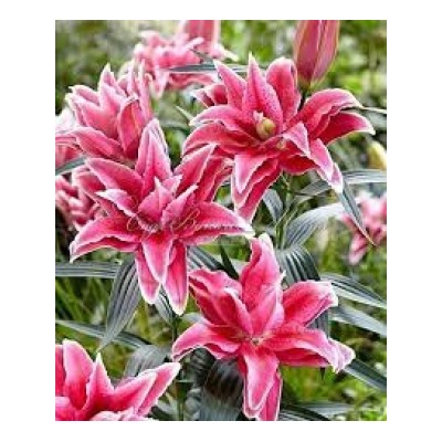 Лилии Дориа Roselily 5шт (ИС) вост.махр