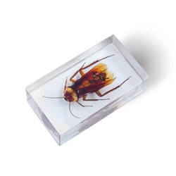 Журнал №36 "Настоящие насекомые" С ВЛОЖЕНИЕМ! Таракан американский