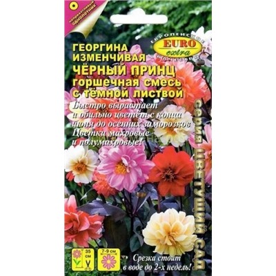 Георгина Черный принц, горшечная смесь темнолистная (Аэлита)