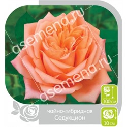 Роза Седукцион (Сем.Алтая) ЧГ