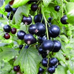 Смородина Черная Селеченская (Поиск)