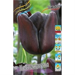 Тюльпан Континентал 8шт триумф (ИС)