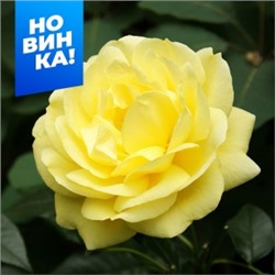 Роза Эмиль Нольде (Сем.Алтая)