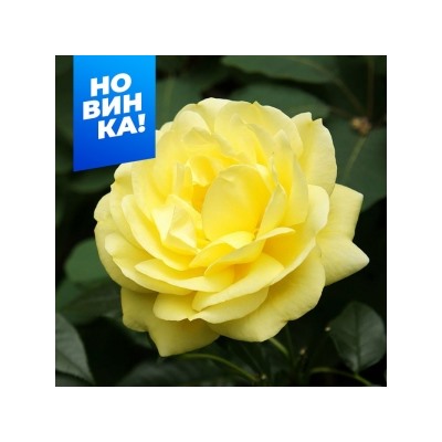 Роза Эмиль Нольде (Сем.Алтая)