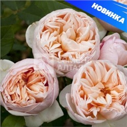 Роза Бэлль Романтика (Сем.Алтая) ЧГ