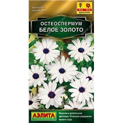Остеоспермум Белое золото (Аэлита)