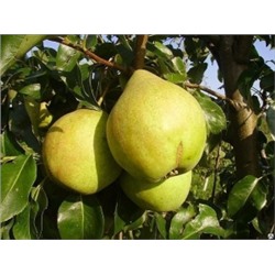 Груша Просто Мария (Поиск) УКС