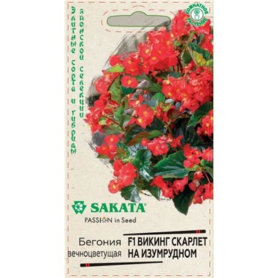Бегония Викинг скарлет на изумрудном F1 (Код: 88977)
