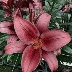 Лилии Баталеон 7шт (ИС) ТА