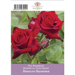 Роза Николло Паганини флорибунда ТУБА (БТ)