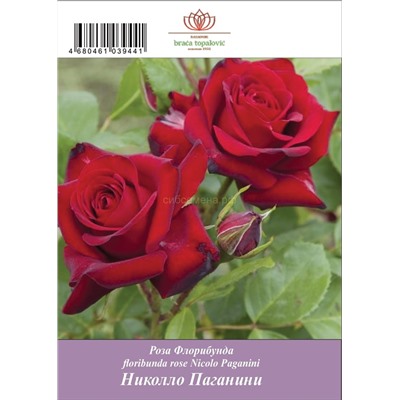 Роза Николло Паганини флорибунда ТУБА (БТ)
