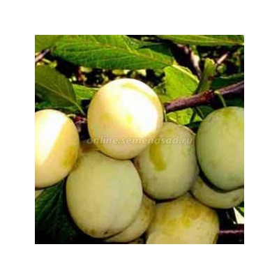 Слива Ренклод колхозный (Поиск) кор.