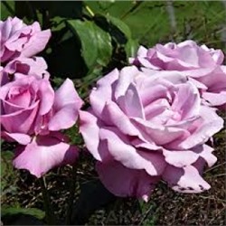 Роза Шарль Де Голь (Поиск) ЧГ