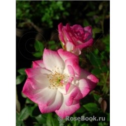 Роза Карусель (Сем.Алтая) ФЛ