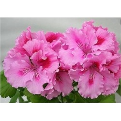 ГОРШОК пеларгония королевская Rosemaroy