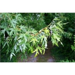 Клен Виери Лациниатум сахаристый (Поиск)