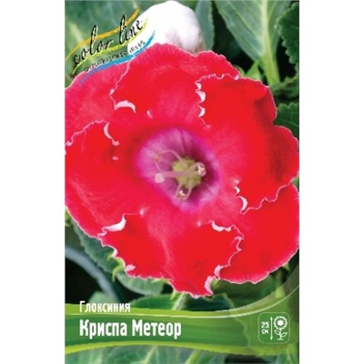 Глоксиния Криспа Метеор 2шт (ИС)