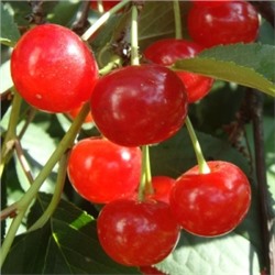 Вишня Изобильная (Поиск) УКС