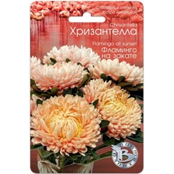 Цв.Астра Хризантелла Фламинго на закате (Био) 30шт.