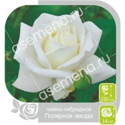 Роза Полярная звезда (Сем.Алтая) ЧГ