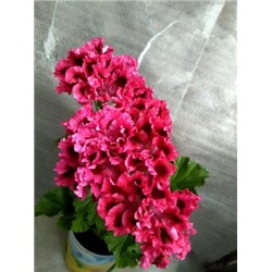 ГОРШОК пеларгония королевская Tommas Delight