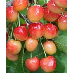 Черешня Юлия (Поиск) кор