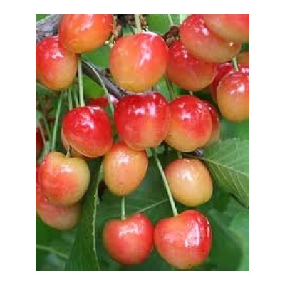 Черешня Юлия (Поиск) кор