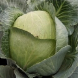 Капуста Колобок (НК) 0,2г