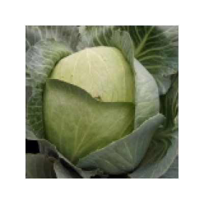 Капуста Колобок (НК) 0,2г