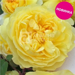 Роза Канарейка (Сем.Алтая) Шраб