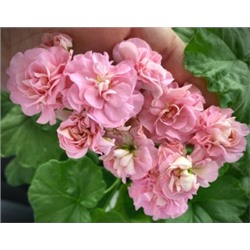 Пеларгония Miss rose укорен.черенок