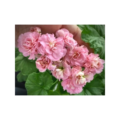 Пеларгония Miss rose укорен.черенок