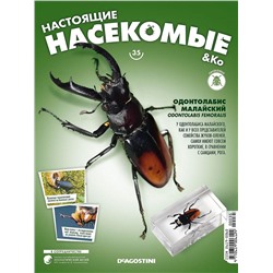 Журнал № 35 "Настоящие насекомые" (Одонтолабис малайский)