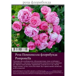 Роза Помпонелла флорибунда туба Польша