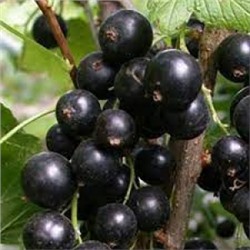 Смородина Черная Атаман (Поиск)
