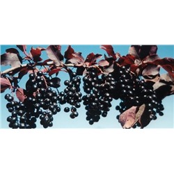 Черемуха Краснолистная Колората (Код: 81885)