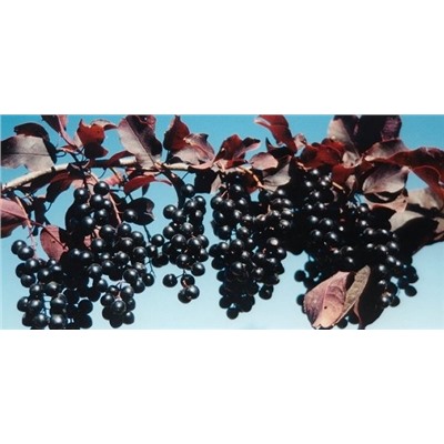 Черемуха Краснолистная Колората (Код: 81885)