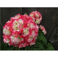 ГОРШОК пеларгония Applblossom rosebud