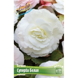 Бегония Суперба белая 3шт (ИС)