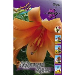 Лилии Африкан Куин 5шт (ИС) трубч