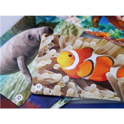 Игра МЕМО «Водный мир»  (50 карточек)