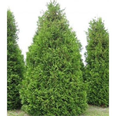 Туя западная Брабант (Код: 85844)