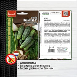Огурец Брандино F1 - Brandino (Редкие)