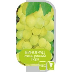 Виноград Лора (Сем.Алтая)