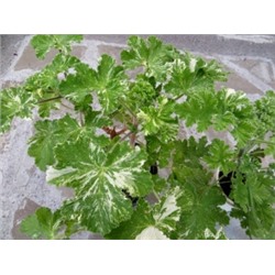 Пеларгония душистая Charmay snowflurry (запах бальзам с лимоном) укорен.черенок