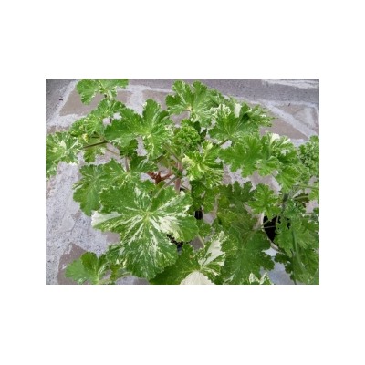 Пеларгония душистая Charmay snowflurry (запах бальзам с лимоном) укорен.черенок