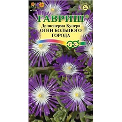 Делосперма Огни большого города (Код: 90676)